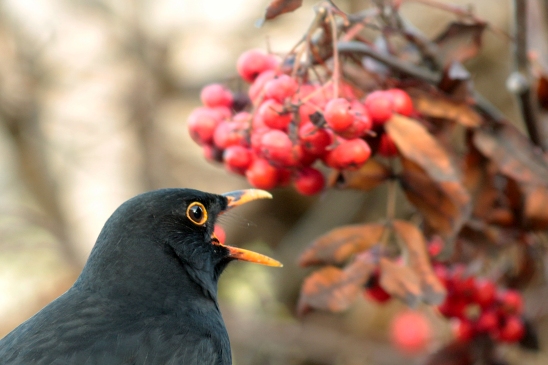 Amsel