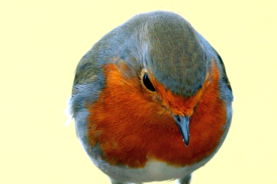 Rotkehlchen