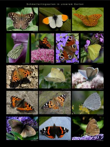 38 - Schmetterlingsarten in unserem Garten