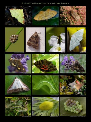 39 - Schmetterlingsarten in unserem Garten