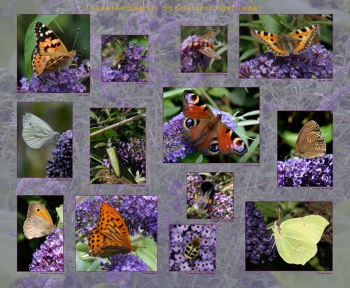 48 - Insektenmagnet Schmetterlingsflieder